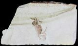 Fossil Pea Crab (Pinnixa) From California - Miocene #63723-1